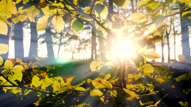 Barevné Pulzující Živé Lesní Stromy Lesy Při Západu Slunce Zlatá — Stock video