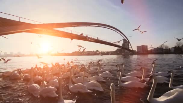 Birds Flying Slow Motion Lake Bridge Nature Panorama Inglês Sunset — Vídeo de Stock