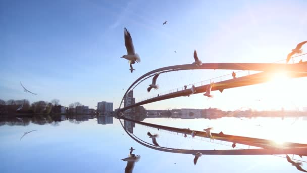 Ptaki Latające Zwolnionym Tempie Lake Bridge Panorama Natury Zachodzie Słońca — Wideo stockowe