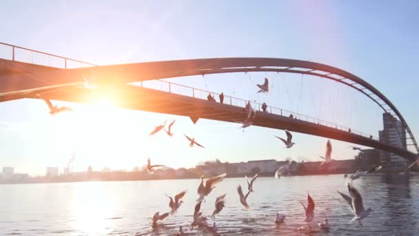 サンライズライトの近代ブリッジロードアーキテクチャーリバー風景 高品質のフルHd映像 — ストック動画