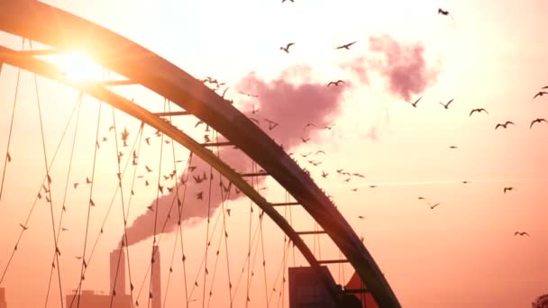 Madarak Repülnek Lassú Mozgásban Lake Bridge Természeti Panoráma Napnyugtakor Kiváló — Stock videók