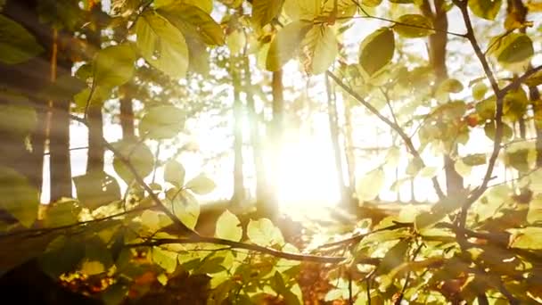 Solljus Skiner Genom Färgglada Levande Levande Höstträd Grenar Höst Säsongen — Stockvideo