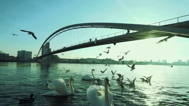 Modern Bridge Road Architettura Paesaggio Fluviale Scenario Sunrise Light Filmati — Video Stock