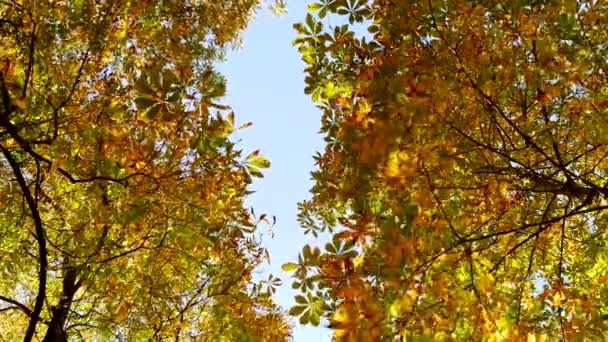 Színes Élénk Élénk Erdőfák Erdejében Naplementekor Arany Óra Kiváló Minőségű — Stock videók