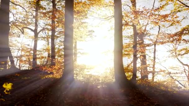 Природа Пейзажні Пейзажі Восени Осінній Сезон Відкритому Повітрі Високоякісні Кадри — стокове відео