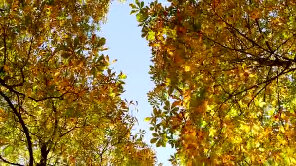 Farverige Levende Skov Træer Skov Ved Solnedgang Gyldne Time Høj – Stock-video