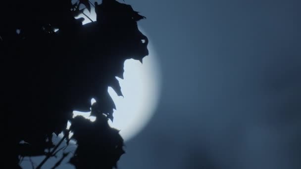 Aydınlanmış Kozmos Ayışığı Nın Mistik Gecesi Gökyüzü Sahnesi Yüksek Kalite — Stok video