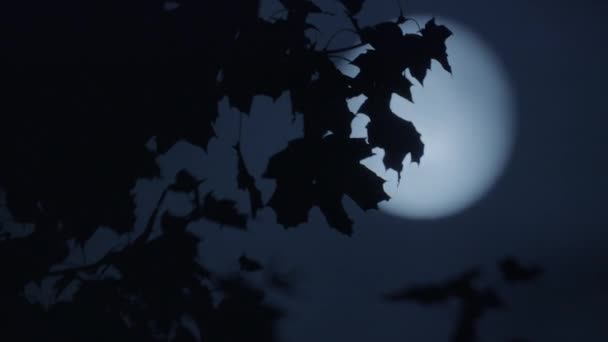 明亮的宇宙和月光的神秘的月亮之夜天空场景 高质量的4K镜头 — 图库视频影像