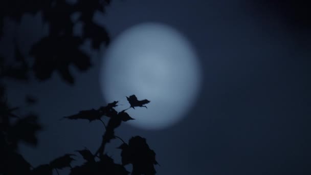 Uzay Evrenindeki Ürkütücü Gizemli Dolunay Gecesi Havası Yüksek Kalite Görüntü — Stok video