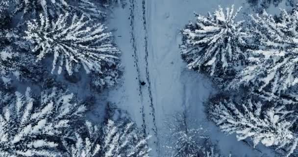 Perso Esausto Persona Escursionismo Inverno Avventura Spedizione Viaggio Filmati Alta — Video Stock