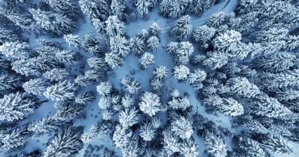 Κινηματογραφική Αεροφωτογραφία Του Χιονισμένου Τοπίου Των Χειμερινών Δασών Υψηλής Ποιότητας — Αρχείο Βίντεο