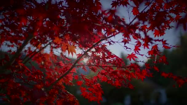 Idyllisk Vivid Vibrant Foliage Färger Höst Säsong Miljö — Stockvideo
