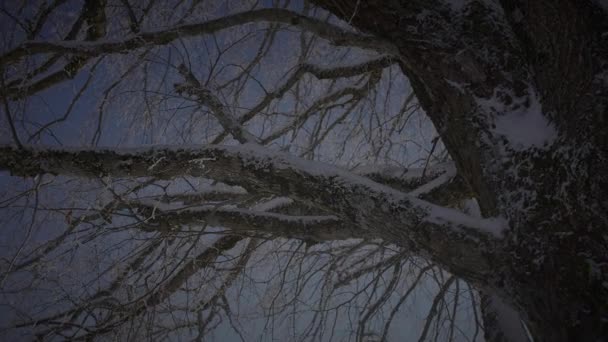 Солнечный Свет Сияющий Сквозь Дерево Зимний Сезон Природы — стоковое видео