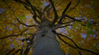Sonbahar Ortamı 'nda Idyllic Canlı Yeşillik Renkleri 
