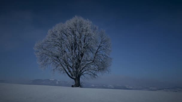 冬季自然季节风景中的阳光透过树木照耀 — 图库视频影像