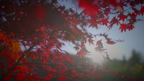 Πολύχρωμο Φθινόπωρο Δέντρο Φύση Τοπίο Τοπίο Φόντο — Αρχείο Βίντεο