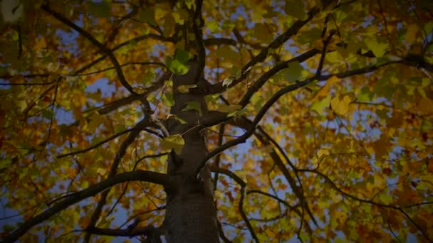Barevné Podzimní Strom Příroda Krajina Pozadí — Stock video