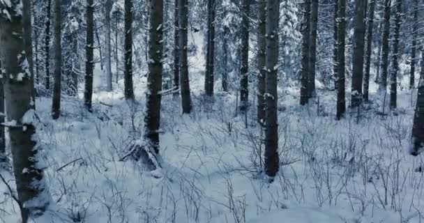 Wandelaar Wandelen Deep Snow Outdoors Forest Landscape Hoge Kwaliteit Beeldmateriaal — Stockvideo