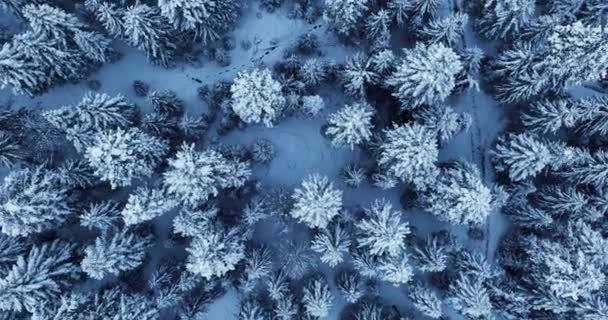 Filmische Luftaufnahme Der Schneebedeckten Winterwaldlandschaft Hochwertiges Filmmaterial — Stockvideo