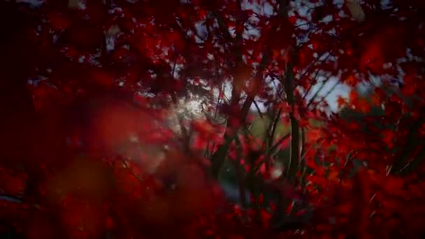 Idyllisk Vivid Vibrant Foliage Färger Höst Säsong Miljö — Stockvideo