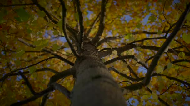 Kleurrijke Herfstboom Natuur Landschap Achtergrond — Stockvideo