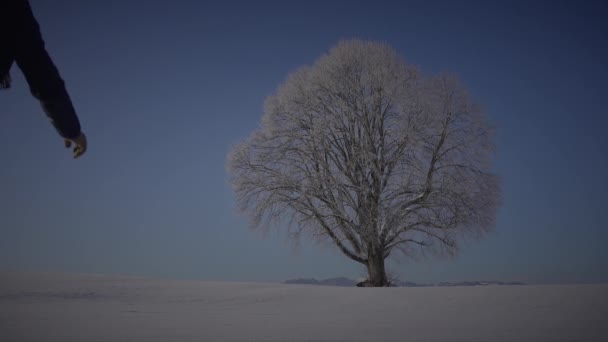 Derin Karda Yürüyen Erkek Tek Ağaca Bakıyor — Stok video