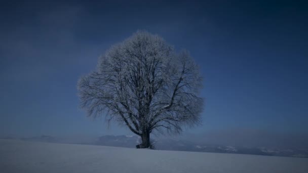Sylwetka Pojedynczego Drzewa Zimowym Krajobrazie Śniegu Zewnątrz — Wideo stockowe