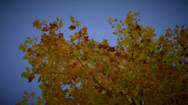 Sonbahar Ortamı 'nda Idyllic Canlı Yeşillik Renkleri 