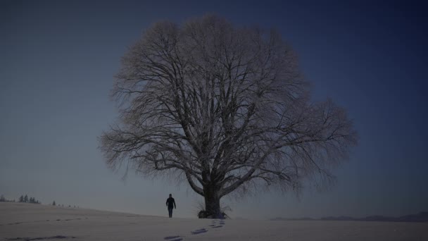 シングルツリーを見ながら深い雪の中を歩く男性 — ストック動画