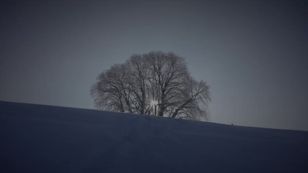 Άντρας Που Περπατά Βαθύ Χιόνι Κοιτάζοντας Ένα Μόνο Δέντρο — Αρχείο Βίντεο
