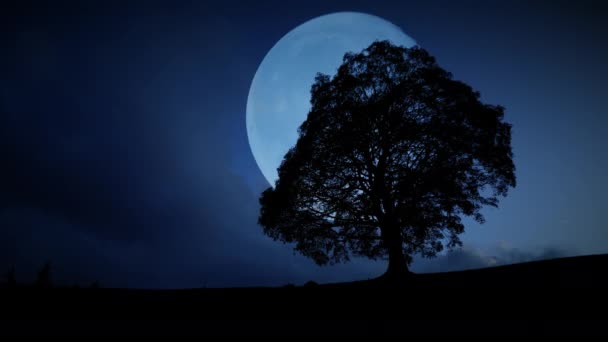Lună Plină Răsărit Spatele Siluetei Unui Singur Copac Noaptea Întunecată — Videoclip de stoc