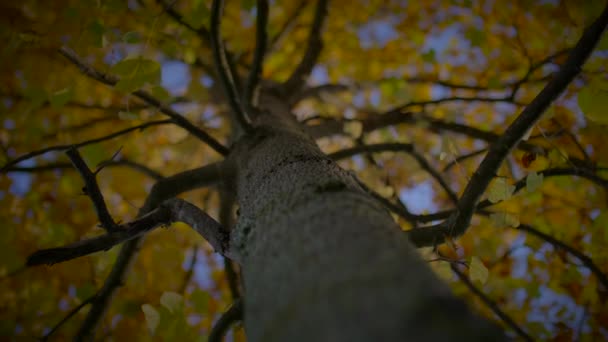 Красочная Осень Дерево Природа Пейзаж Пейзаж — стоковое видео