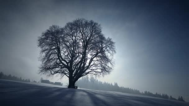 Słońce Światło Świecące Przez Drzewo Zimie Krajobrazy Natury — Wideo stockowe