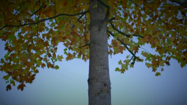秋のシーズン環境におけるイディエリック ヴィヴィヴァント フォリエージュ色 — ストック動画