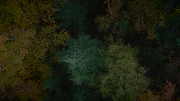 Färgglada Höst Träd Natur Landskap Landskap Bakgrund — Stockvideo