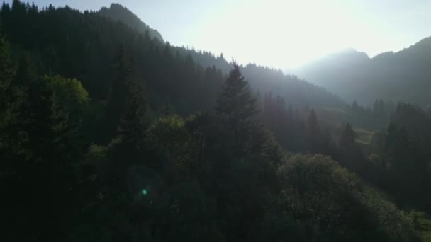 Cinematic Drone Shot View Forest Bomen Landschap — Stockvideo