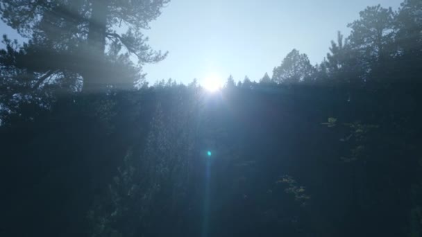 Lumina Soarelui Strălucind Foogy Woodland Tree Nature Environment — Videoclip de stoc