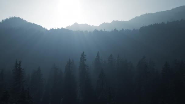 Luz Solar Brilhando Foogy Woodland Árvore Natureza Ambiente — Vídeo de Stock