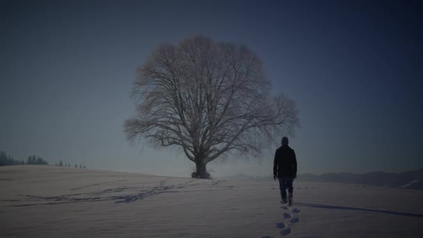 Мужчина Ходит Глубоком Снегу Глядя Одинокое Дерево — стоковое видео