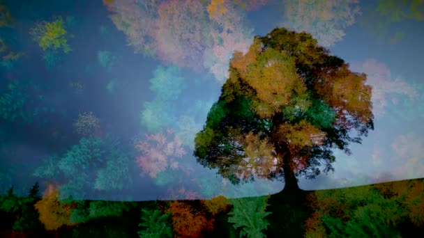 Красочная Осень Дерево Природа Пейзаж Пейзаж — стоковое видео
