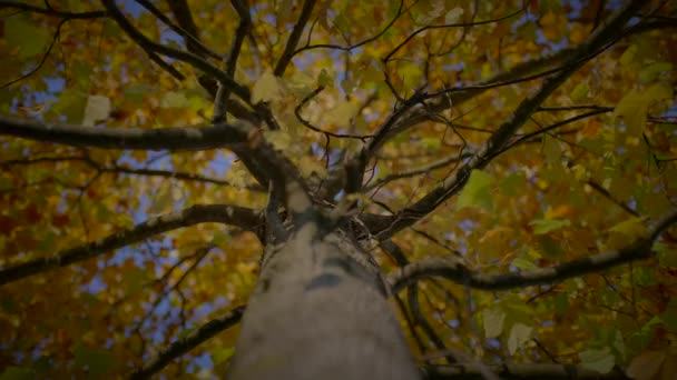 秋のシーズン環境におけるイディエリック ヴィヴィヴァント フォリエージュ色 — ストック動画