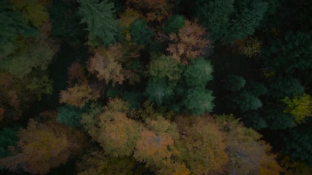 Färgglada Höst Träd Natur Landskap Landskap Bakgrund — Stockvideo