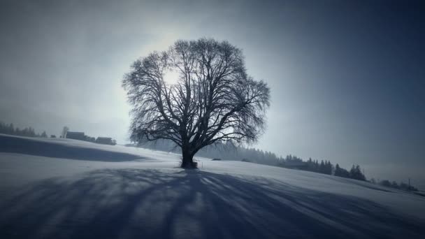Sun Light Shining Tree Winter Nature Season Scenery — Stock Video