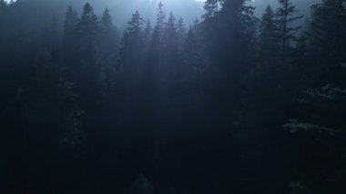 Gün ışığı Foogy Woodland Ağacı Doğa Ortamı 'na Parlıyor