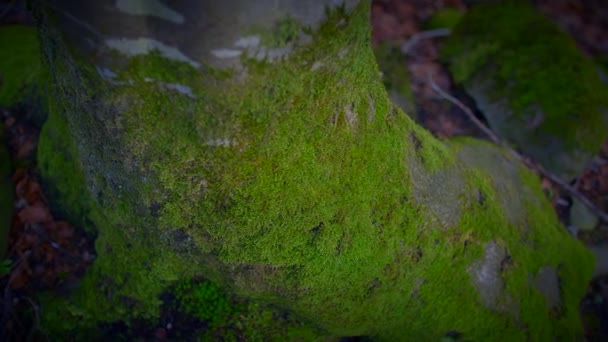 Szczegółowy Widok Naziemnej Rośliny Pokrytej Skałą Żywym Zielonym Mchem Rosnącym — Wideo stockowe
