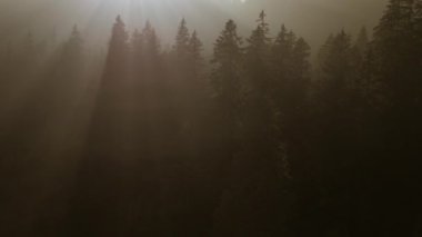 Sinema Drone Orman Ağaçları Manzarası Görüntüsü 
