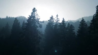 Gün ışığı Foogy Woodland Ağacı Doğa Ortamı 'na Parlıyor