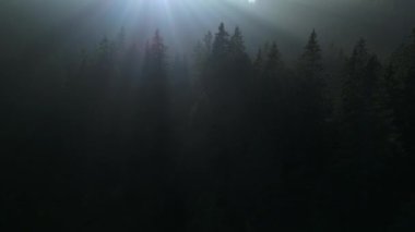 Sinema Drone Orman Ağaçları Manzarası Görüntüsü 