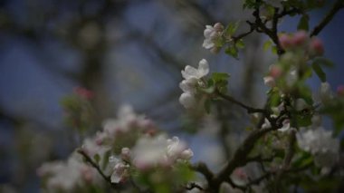 Bahar mevsiminde Kiraz Ağacında Beyaz Çiçekler 