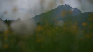 Çiçek Sahnesi Bahçesinde Bahar Çiçekleri Açar